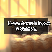 拉布拉多犬的价格及最喜欢的部位（图2）