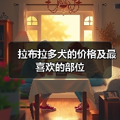 拉布拉多犬的价格及最喜欢的部位（图3）