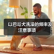以巴哥犬洗澡的频率及注意事项