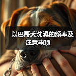 以巴哥犬洗澡的频率及注意事项(图2) 以巴哥犬洗澡的频率及注意事项(图2)