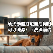 幼犬泰迪打疫苗后何时可以洗澡？（洗澡前请留意这些关键信息）