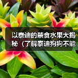 以泰迪的禁食水果大揭秘（了解泰迪狗狗不能吃的水果，让它们健康快乐成长）