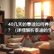 40几天的泰迪如何养护？（详细解析泰迪的生活、食物、健康和训练）（图4）