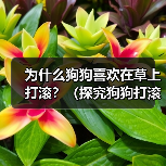 为什么狗狗喜欢在草上打滚?(探究狗狗打滚的原因与好处,让你更加了解宠物狗)(图2) 为什么狗狗喜欢在草上打滚?(探究狗狗打滚的原因与好处,让你更加了解宠物狗)(图2)