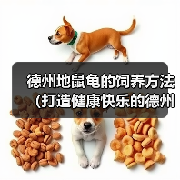 德州地鼠龟的饲养方法（打造健康快乐的德州地鼠龟生活）