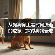 从狗狗身上看时间流逝的迹象（探讨狗狗衰老的表现及如何关爱老年宠物）