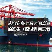 从狗狗身上看时间流逝的迹象(探讨狗狗衰老的表现及如何关爱老年宠物)(图2) 从狗狗身上看时间流逝的迹象(探讨狗狗衰老的表现及如何关爱老年宠物)(图2)