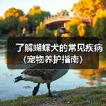 了解蝴蝶犬的常见疾病(宠物养护指南)(图4) 了解蝴蝶犬的常见疾病(宠物养护指南)(图4)