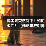 博美狗突然倒下！如何救治？（预防与应对博美狗倒下的方法）（图3）