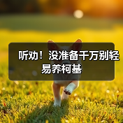 听劝！没准备千万别轻易养柯基（图2）