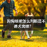 狗狗咳嗽怎么判断是不是犬窝咳？（图3）