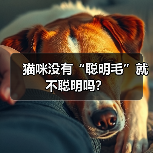 猫咪没有“聪明毛”就不聪明吗?(图2) 猫咪没有“聪明毛”就不聪明吗?(图2)