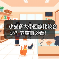 小猫多大带回家比较合适?养猫前必看!(图1) 小猫多大带回家比较合适?养猫前必看!(图1)