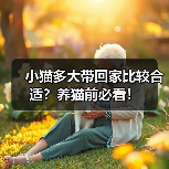 小猫多大带回家比较合适?养猫前必看!(图3) 小猫多大带回家比较合适?养猫前必看!(图3)