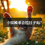 小猫换季会拉肚子吗？（图2）