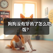 狗狗没有牙齿了怎么吃饭？