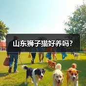 山东狮子猫好养吗？