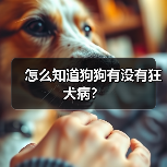 怎么知道狗狗有没有狂犬病? 怎么知道狗狗有没有狂犬病?