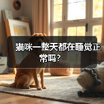 猫咪一整天都在睡觉正常吗？