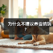 为什么不建议养雪纳瑞？