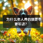 为什么老人养的猫更乖更听话？（图3）