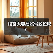 柯基犬容易髌骨脱位吗？
