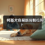 柯基犬容易髌骨脱位吗？（图3）