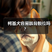柯基犬容易髌骨脱位吗？（图4）