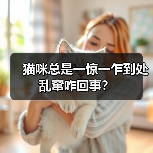 猫咪总是一惊一乍到处乱窜咋回事?(图2) 猫咪总是一惊一乍到处乱窜咋回事?(图2)