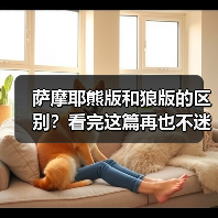 萨摩耶熊版和狼版的区别？看完这篇再也不迷糊！（图3）
