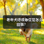 老年犬呼吸急促是怎么回事？（图2）