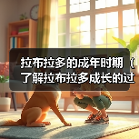 拉布拉多的成年时期（了解拉布拉多成长的过程，让它健康快乐地成年）