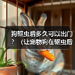 狗驱虫后多久可以出门?(让宠物狗在驱虫后安全出门的最佳时间点)(图3) 狗驱虫后多久可以出门?(让宠物狗在驱虫后安全出门的最佳时间点)(图3)