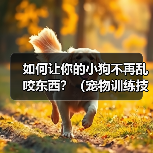 如何让你的小狗不再乱咬东西?(宠物训练技巧,有效预防狗狗乱咬行为)(图3) 如何让你的小狗不再乱咬东西?(宠物训练技巧,有效预防狗狗乱咬行为)(图3)
