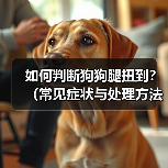 如何判断狗狗腿扭到？（常见症状与处理方法）