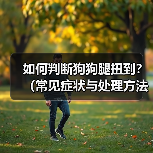 如何判断狗狗腿扭到？（常见症状与处理方法）（图2）