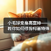 小毛球变身高富帅——教你如何修剪柯基特殊部位的毛发(突显优点,让你的柯基成为街头焦点)(图2) 小毛球变身高富帅——教你如何修剪柯基特殊部位的毛发(突显优点,让你的柯基成为街头焦点)(图2)