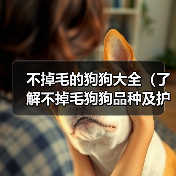 不掉毛的狗狗大全(了解不掉毛狗狗品种及护理方法)(图3) 不掉毛的狗狗大全(了解不掉毛狗狗品种及护理方法)(图3)
