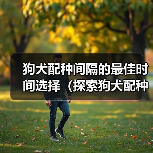 狗犬配种间隔的最佳时间选择(探索狗犬配种间隔的最佳策略,以确保繁育的成功和健康)(图3) 狗犬配种间隔的最佳时间选择(探索狗犬配种间隔的最佳策略,以确保繁育的成功和健康)(图3)