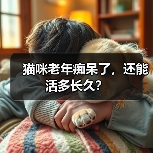 猫咪老年痴呆了,还能活多长久?(图4) 猫咪老年痴呆了,还能活多长久?(图4)