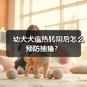 幼犬犬瘟热转阴后怎么预防抽搐?(图2) 幼犬犬瘟热转阴后怎么预防抽搐?(图2)