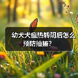幼犬犬瘟热转阴后怎么预防抽搐?(图3) 幼犬犬瘟热转阴后怎么预防抽搐?(图3)