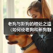 老狗与新狗的相处之道（如何使老狗和新狗融洽相处）