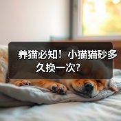 养猫必知！小猫猫砂多久换一次？