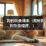 狗的饮食频率（揭秘狗狗饮食规律，）