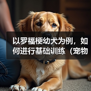 以罗福梗幼犬为例,如何进行基础训练(宠物狗的必备训练技巧,让幼犬成为乖巧听话的好伙伴)(图3) 以罗福梗幼犬为例,如何进行基础训练(宠物狗的必备训练技巧,让幼犬成为乖巧听话的好伙伴)(图3)