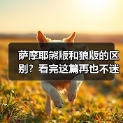 萨摩耶熊版和狼版的区别?看完这篇再也不迷糊!(图2) 萨摩耶熊版和狼版的区别?看完这篇再也不迷糊!(图2)