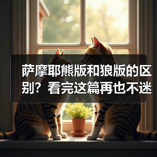 萨摩耶熊版和狼版的区别？看完这篇再也不迷糊！