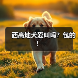 西高地犬爱叫吗？包的！