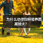 为什么劝你别轻易养西高地犬?(图4) 为什么劝你别轻易养西高地犬?(图4)